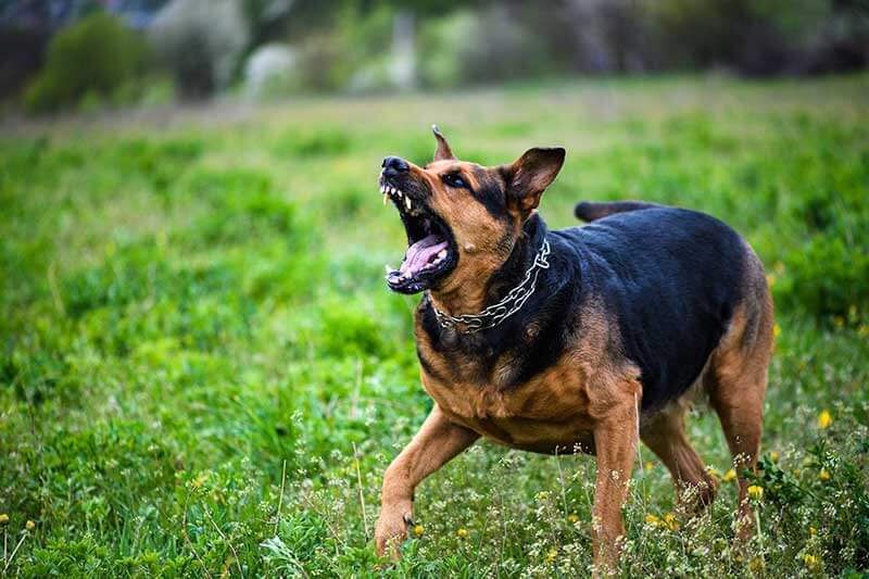 demandas por mordeduras de perro en california